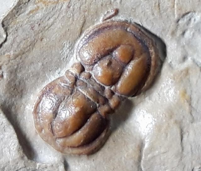 Peronopsis interstricta (WHITE 1874) - Bild © FossNet FossilienStore